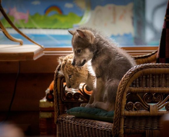 the-wolf-and-the-lion Vlk a lev – novinka, ktorú si radšej nechaj ujsť